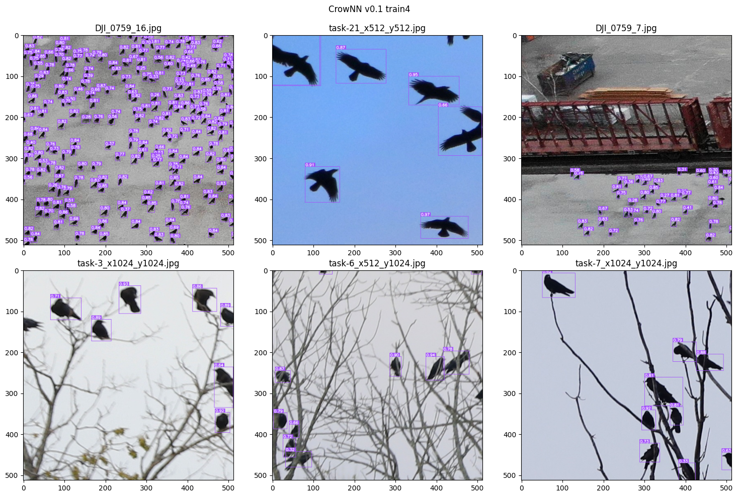 Six square image excerpts showing crows outlined in purple with confidence scores.